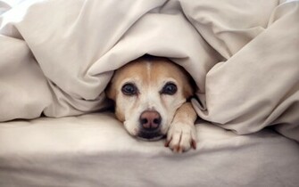Take Care Of Your Pets In Winter Pet Attack