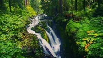 Tropical Rainforest Wallpaper