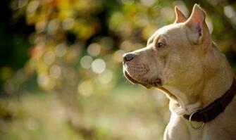 Desktop Pit Bull Dogs Pics