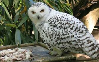 Snowy Owl Screensavers And Wallpaper Owls