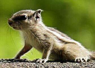 Baby Squirrel Wallpaper Cute By
