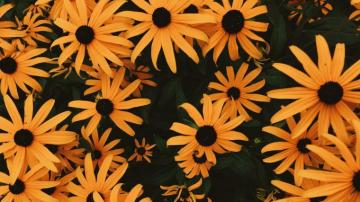Aesthetic Flower Wallpaper For Chromebook