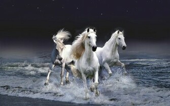 Cool Animal Wallpaper Imagenes