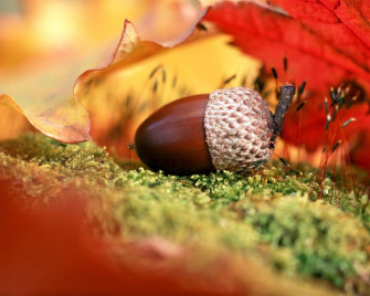 Fall Color Wallpaper