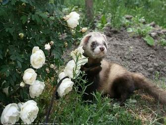 Ferret Desktop Wallpaper Pictures For Windows