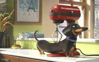 The Secret Life Of Pets Dachshund Film Cinema Movie Comedy