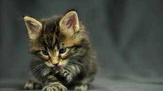 HD Wallpaper Image Funny Cat Oracle Maine