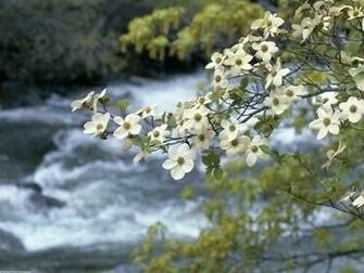Tree Blooms Spring Flower Wallpaper Dogwood
