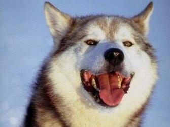 Husky Wallpaper Enjoy For Your Computer Desktop