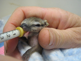 Most Ed Numbat Wallpaper