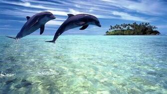 Dolphins Live Wallpaper Android Uygulamalar Ve Testleri