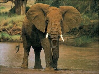 Elephant Wallpaper Desktop Which Is Under The