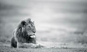 White Lion Wallpaper