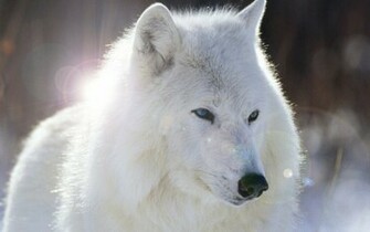 Wallpaper Wolf HD Desktop
