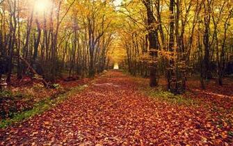 Autumn Forest Background Wallpaper HD