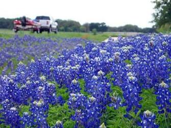 Bluebonnet Flowers Stock Photos Desktop Background