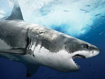 Greenland Shark White Megalodon Computer Desktop Wallpaper