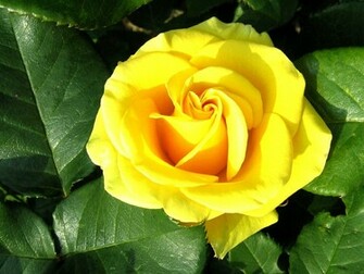 Yellow Rose Flower Wallpaper With Green Leaves Most HD