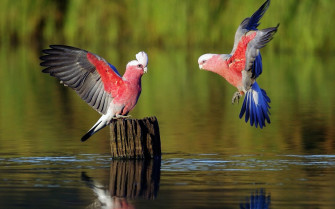 Nature Animals Birds Water Parrot Tree Stump Wallpaper HD