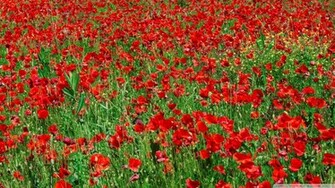 Poppy Field Wallpaper Wallpoper Red