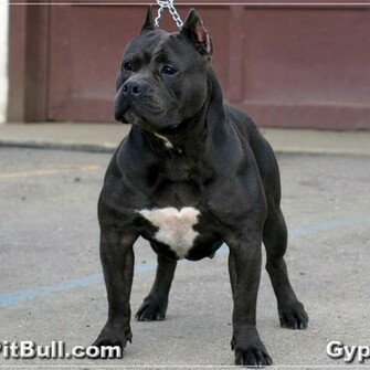 Pet C Es Pitbull Caracteristicas