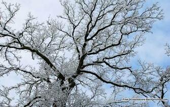 Snow Tree Branches Wallpaper Screensavers And Background
