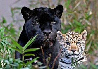 Labels Big Black Cats Wallpaper