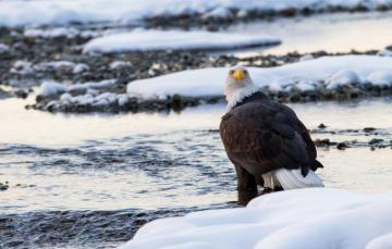 Wallpaper Winter Snow Bird Predator Bald Eagle Image For