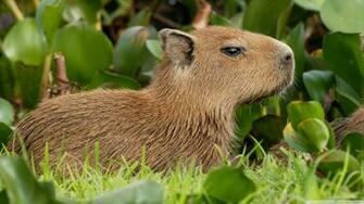 Capybara Venezuela 4k HD Desktop Wallpaper For Ultra Tv