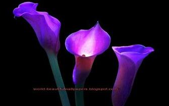 Beautiful Wallpaper Calla Lily Flowers