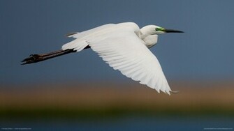 Flying Heron Wallpaper