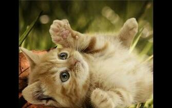 Wallpaper Dog Puppy Cute Tattoos Cat