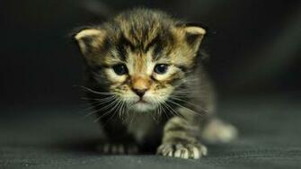 Cute Little Kitty Cat Living Wallpaper