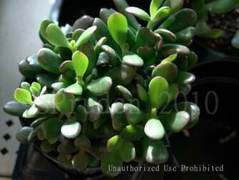 Plantfiles Pictures Dollar Plant Jade Tree Money