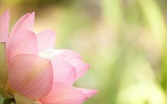 Angled Pink Lotus Wallpaper The Pond