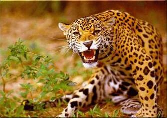 Jaguar Desktop Wallpaper HD