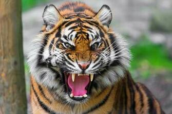 Desktop HD Wallpaper S Angry Tiger