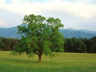 Mountain Scenes HD Wallpaper Widescreen Desktop Background