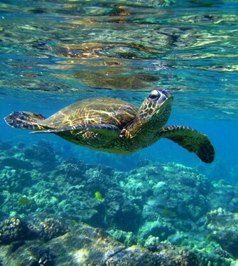Htc First Sea Turtles Wallpaper New Phone
