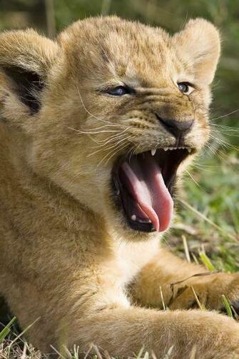 Lion Simply Beautiful iPhone Wallpaper