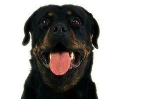 Rottweiler Wallpaper