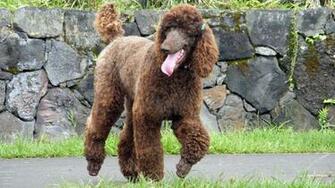Poodle My Doggy Rocks