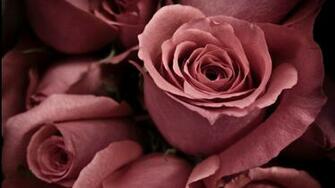 Beautiful Flowers Full HD Wallpaper