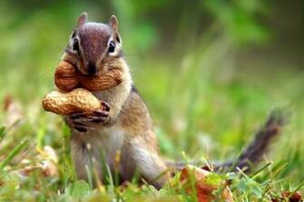 Spring Animal Desktop HD Wallpaper Site