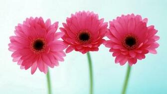 Flowers For Flower Lovers HD Wallpaper