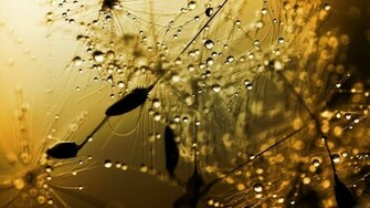 HD Wallpaper Inbox Rain Drops