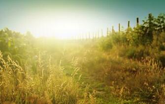 Vineyard Computer Wallpaper Desktop Background