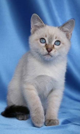 Live Wallpaper HD Read This First Beautiful Kittens