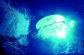 Jellyfish HD Desktop Wallpaper Stock Photos