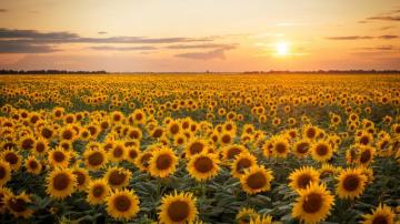 4k Sunflower Wallpaper Background Image
